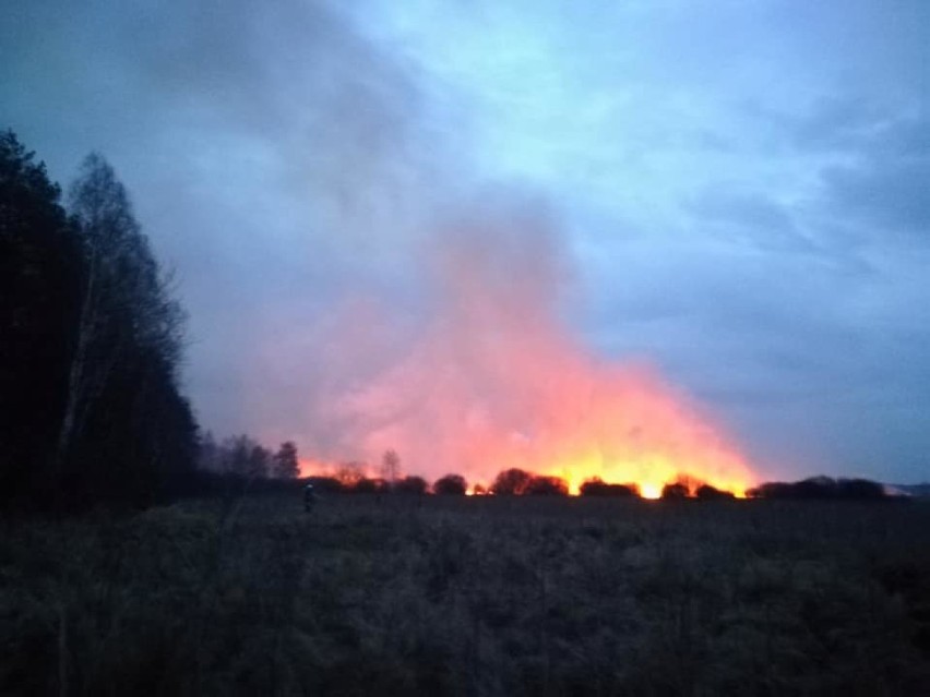 Pożary suchych traw w powiecie radomszczańskim. W Kajetanowie spłonęło 8 ha [ZDJĘCIA]