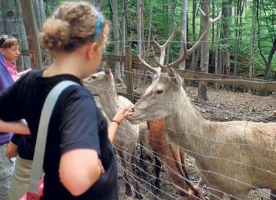 Leśny Park Niespodzianek to jedna z atrakcji Beskidów