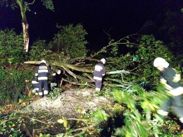 Strażacy interweniowali w Pleszewie i powiecie pleszewskim. Uszkodzone linie energetyczne i powalone drzewa. To efekt wieczornej wichury