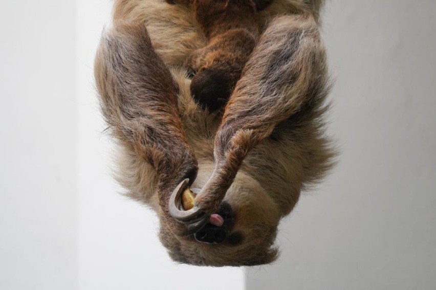Oto pierwszy leniwiec urodzony we Wrocławiu. Co za słodziak! Zobaczcie zdjęcia! 