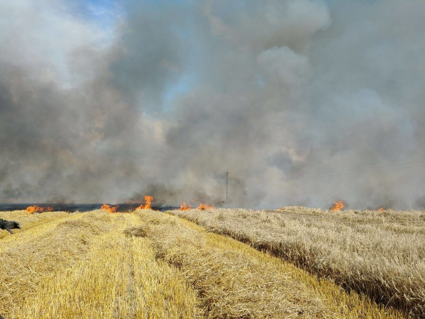 Pożar zboża na pniu i ścierniska oraz balotów w Sobótce