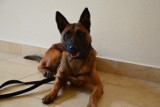 Nowy pies na służbie policji w Bochni, owczarek belgijski będzie szukał narkotyków