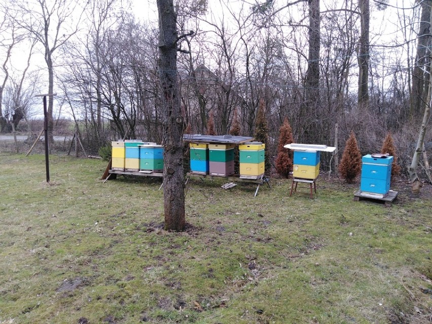 Policjanci zatrzymali złodzieja dziesięciu uli, a pszczoły wróciły do właściciela. Niestety nie wszystkie przetrwały 