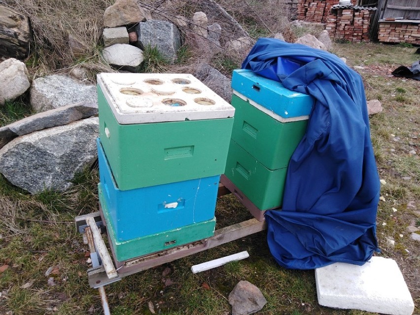 Policjanci zatrzymali złodzieja dziesięciu uli, a pszczoły wróciły do właściciela. Niestety nie wszystkie przetrwały 