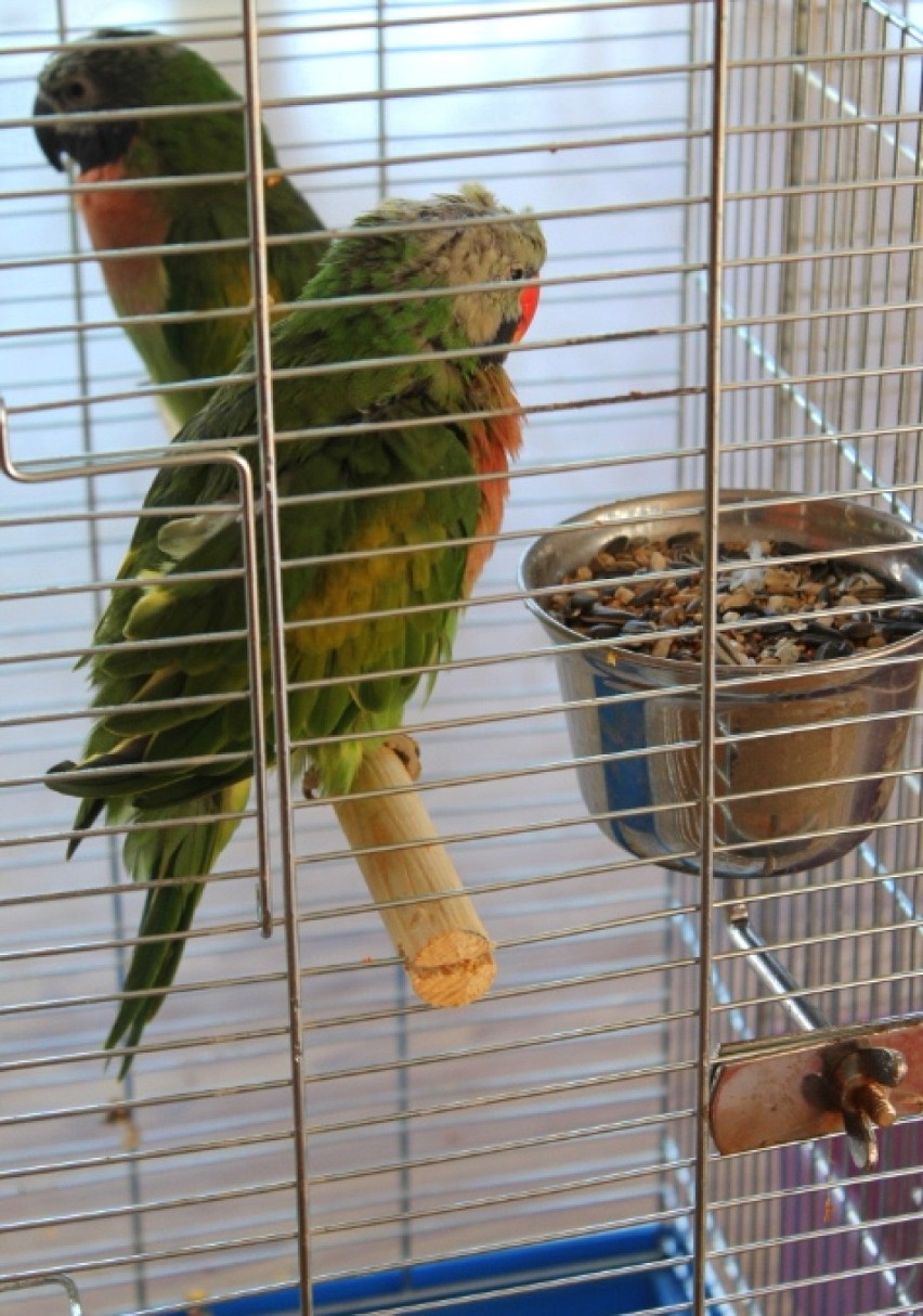 Wystawa ptaków egzotycznych w Klubie Rondo