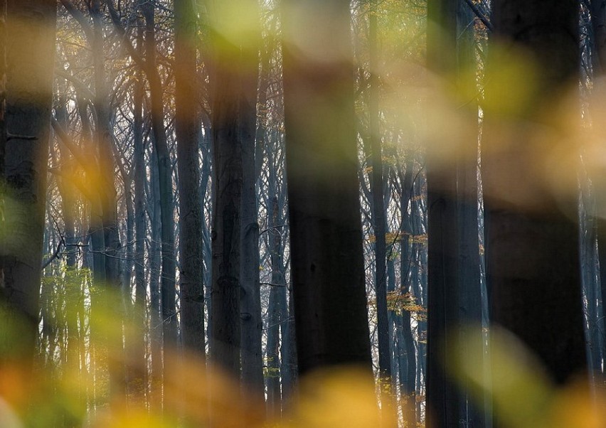 Mieszkaniec Katowic zachwyca zdjęciami przyrody. Zobacz „Drogę do lasu” - wystawę w Agorze