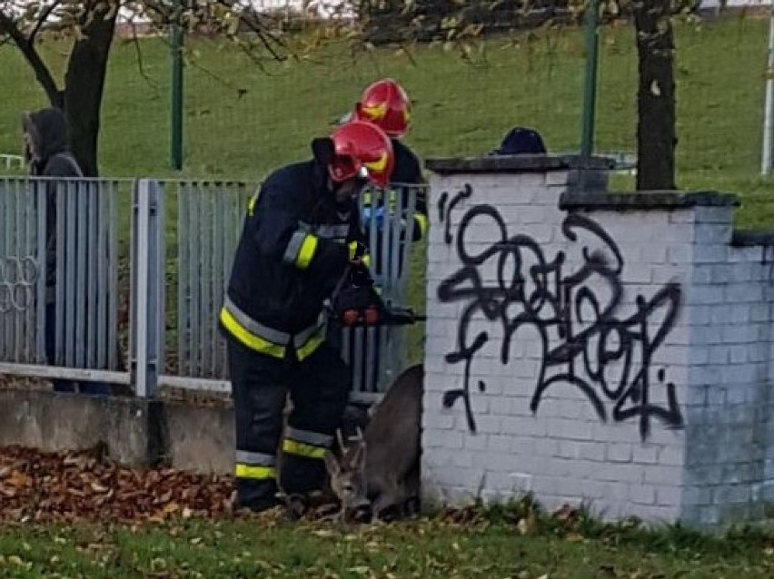 Sarna uwięziona w Jastrzębiu na terenie szkoły przy Podhalańskiej. Uratowana przez strażaków!