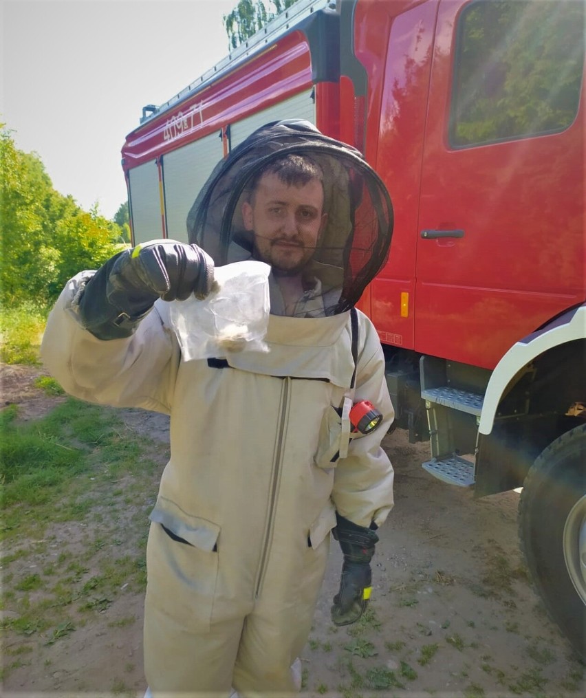 Strażacy z Tuchomia usuwają gniazda owadów i apelują do mieszkańców o rozwagę