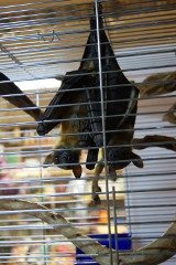 Nowy Targ: W sklepie zoologocznym sprzedają nietoperze! Legalnie?