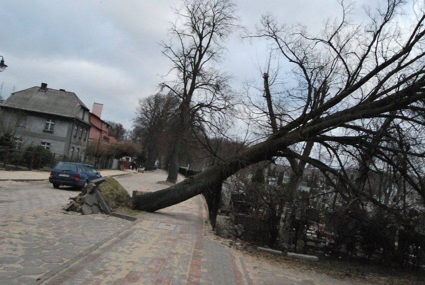 Przewrócone drzewo na ul. Lipowej w Pucku