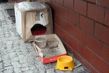 Września: Kot ma domek na Warszawskiej