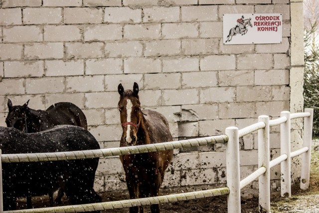 W pewnym ośrodku rekreacji w okolicy Bydgoszczy właściciele zapewnili koniom popołudnie na świeżym powietrzu. fot. Marek Wiśniewski