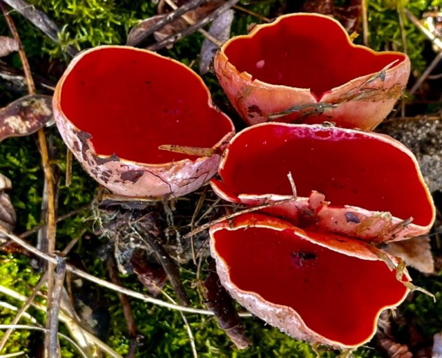 Jako pierwsza, podobno już w lutym, wychodzi spod śniegu czarka austriacka (Sarcoscypha austriaca).