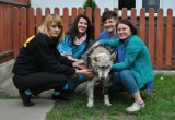 Misiek, skatowany pies, w Łodzi wraca do zdrowia