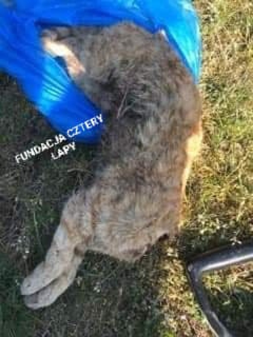 Kto zabija koty w Toruniu i okolicy? Szokujące fakty! 