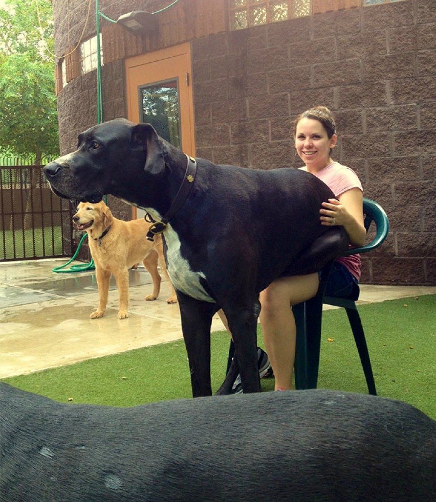 Żaden pies nie jest za duży, by okazać właścicielowi trochę...