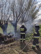 Strażacy z powiatu chełmińskiego gasili trzy pożary - płonęły wierzby i tuje. Zdjęcia
