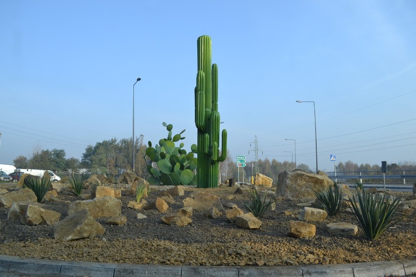 Kaktusy na rondzie w Rybniku