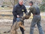 Lęborscy policjanci tresowali służbowe psy. Zobacz zdjęcia i video