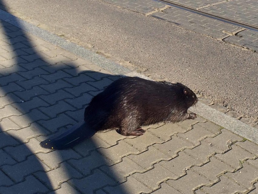 Bóbr na Gumieńcach. Przeszedł przez ul. Ku Słońcu... prawie na pasach [ZDJĘCIA, WIDEO]