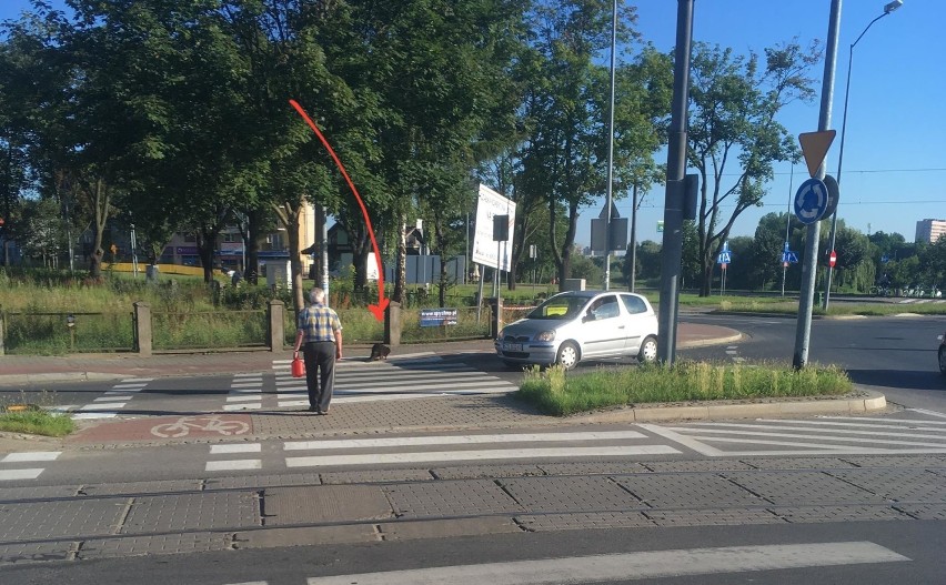 Bóbr na Gumieńcach. Przeszedł przez ul. Ku Słońcu... prawie na pasach [ZDJĘCIA, WIDEO]