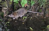 Szczury w Parku Poetów w Zielonej Górze. Gryzonie te są groźne, a ludzie je dokarmiają. Nasz fotograf zrobił zdjęcia