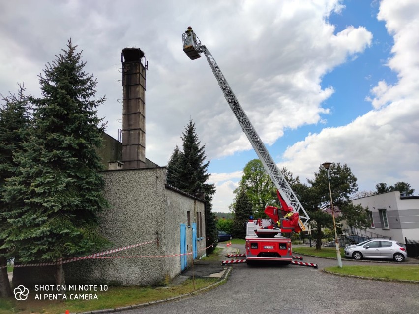 Bocian z Palowic stracił gniazdo. Pomagają strażacy z Rybnika!