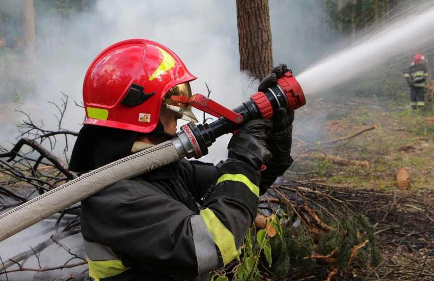 Dwa pożary lasu gasili strażacy z naszego regionu biorący...