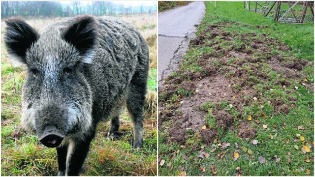 Dziki, które przez kilka tygodni żerowały w Tarnowcu wyrządziły spore straty w trawnikach, ogródkach oraz na przydomowych działkach