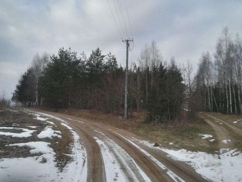 Mieszkańcy skarżą się, że PGE wycina prywatne drzewa. Spółka tłumaczy, że to nie wandalizm, tylko konieczność 