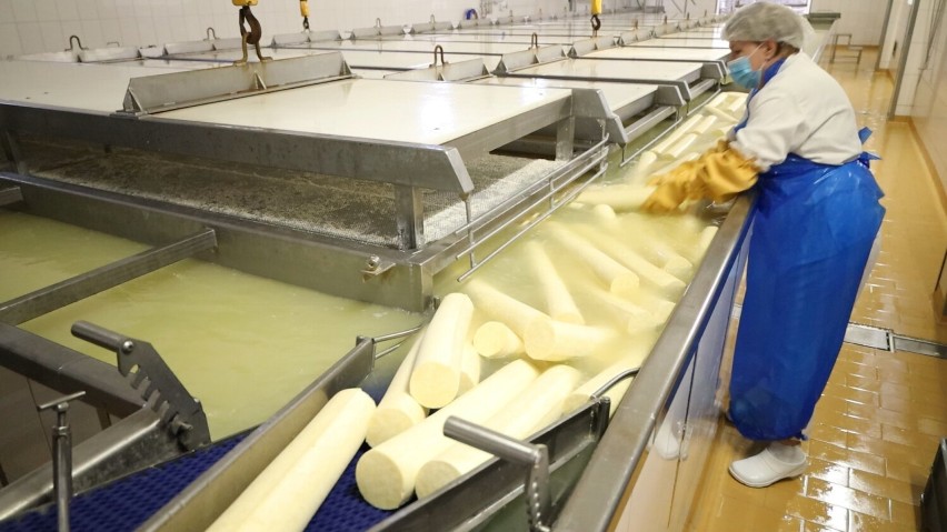 Tak się robi ser w chojnickiej mleczarni