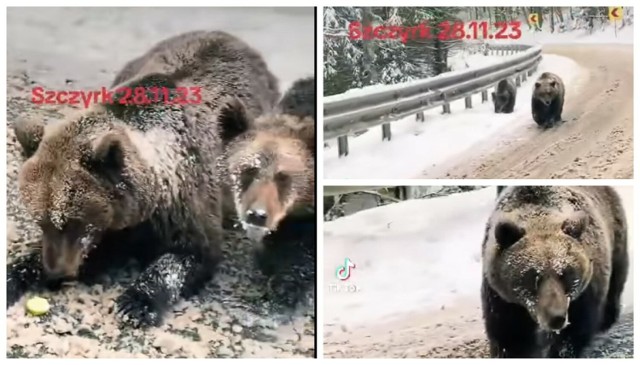 Niedźwiedzie z filmiku zamieszczonego w mediach społecznościowych
