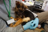 Maleńka psinka porzucona w zaklejonym kartonie w Lasku Wolskim. Poncza ocalała cudem