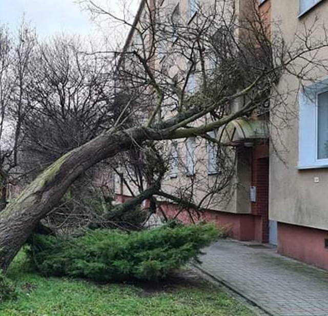 Tego samego dnia o godz. 14.36 strażacy z OSP Kwidzyn oraz JRG Kwidzyn zostali wezwani do usunięcia drzewa na ul. 3 Maja, które przewróciło się na pobliski blok mieszkalny