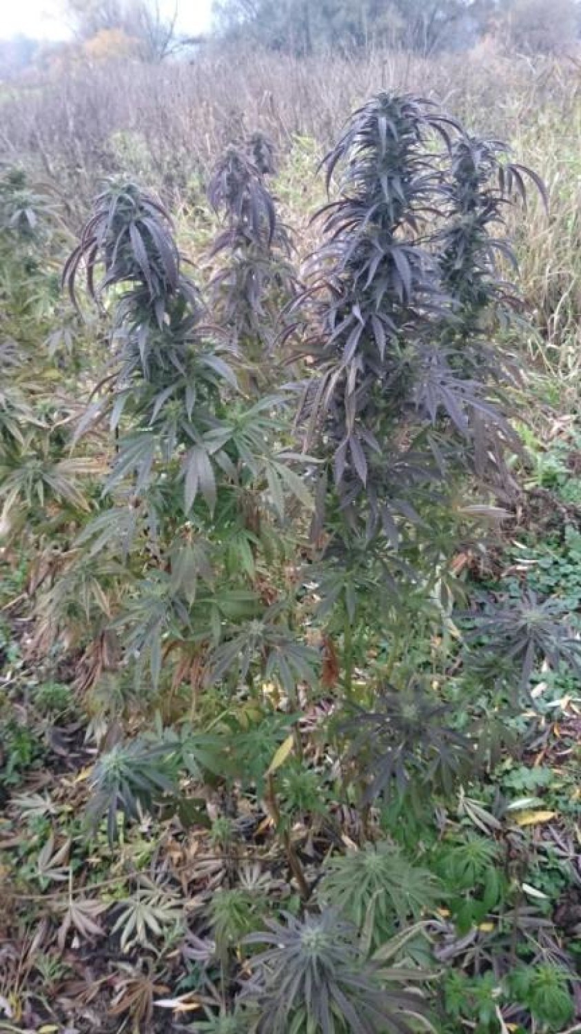 Pół kilograma narkotyków i plantacje marihuany. Zatrzymano dwie osoby
