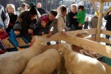 Żywa szopka w Jaworznie. Osiołek i owieczki na rynku