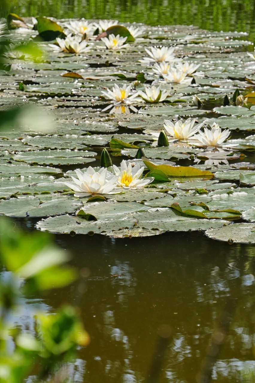 Arboretum w Wojsławicach