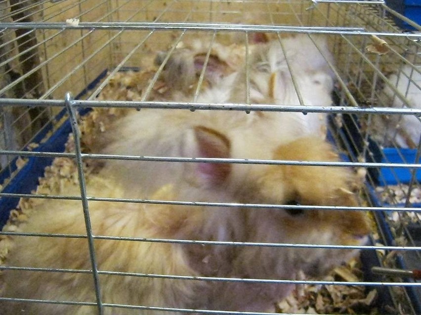 Zabiedzone króliki w Częstochowie. Były trzymane w nieludzkich warunkach [ZDJĘCIA]