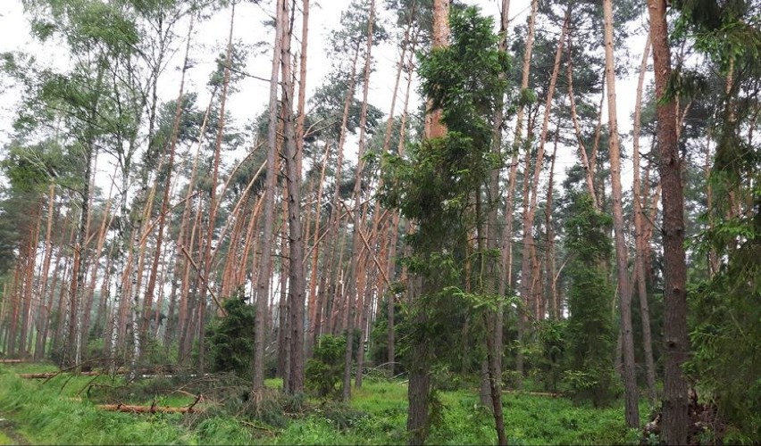 Nadleśnictwo Brynek wprowadziło zakaz wstępu do lasu