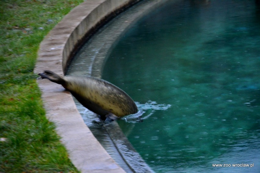 Foki wprowadziły się do wrocławskiego zoo [zdjęcia]