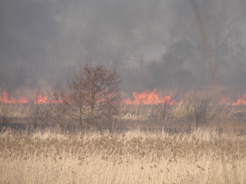 Pożar w Zatorze. Płonęły hektary traw. W akcji wzięło udział kilkudziesięciu strażaków