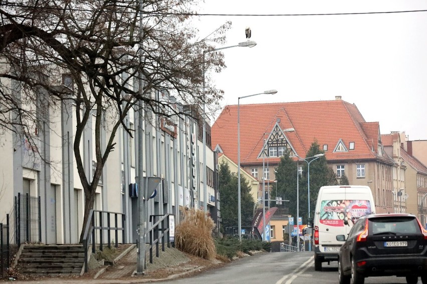 Bocian często siada na latarniach w centrum Legnicy, Zobaczcie zdjęcia