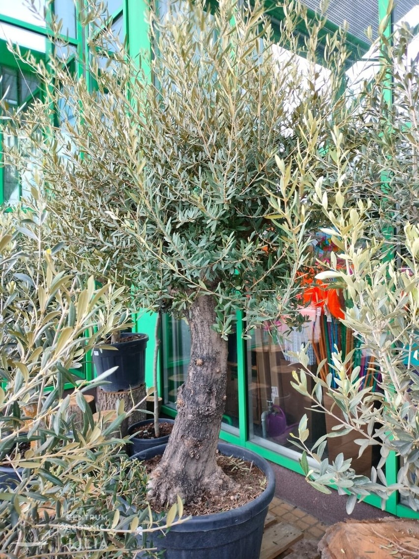 Drzewka oliwne, wierzby, byliny i sadzonki truskawek. Nowości w Centrum Ogrodniczym Lilia w Wieluniu