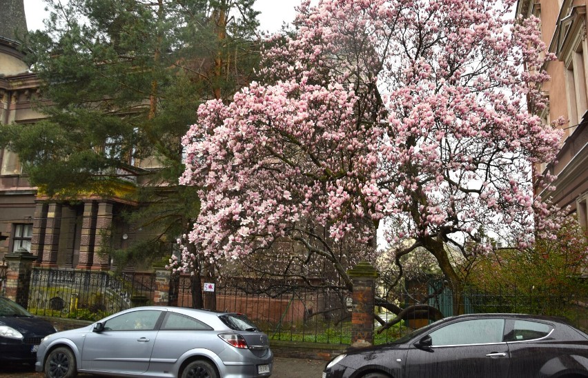 Szlak magnolii w Cieszynie! Już kwitną i wyglądają pięknie - zobacz ZDJĘCIA. Warto sie tu przespacerować...