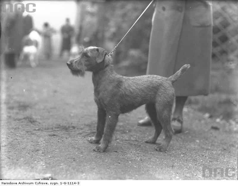 Wystawa psów w Krakowie 1934