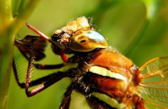 Żagnica wielka (Aeshna grandis)