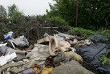 Konkurs fotograficzny o dzikich wysypiskach śmieci