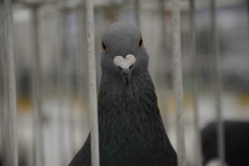 Wielka wystawa gołębi w Starostwie Powiatowym w Sieradzu