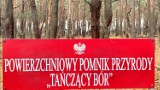 Warto się wybrać do powierzchniowego pomnika przyrody - Tańczący bór. Dlaczego? 