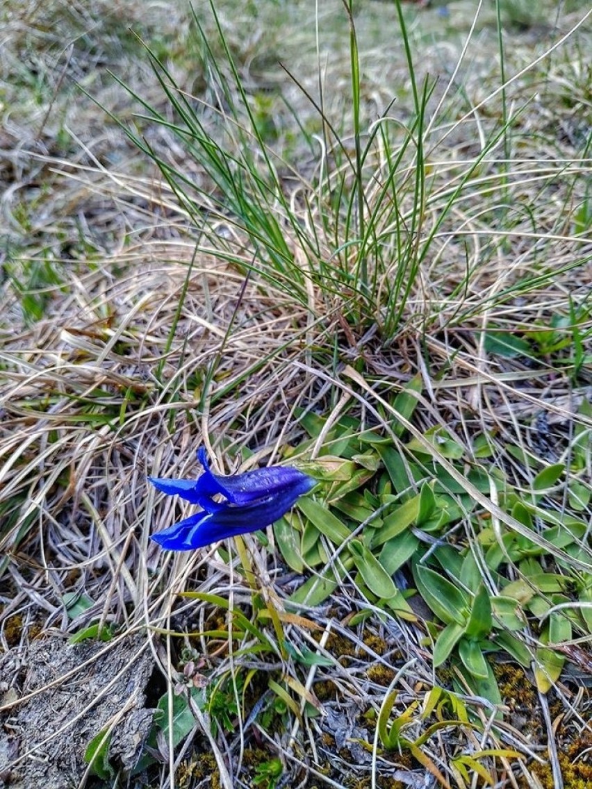 Tatry. Dolina za Bramką w wiosennej odsłonie. Tam można legalnie spacerować [ZDJĘCIA]